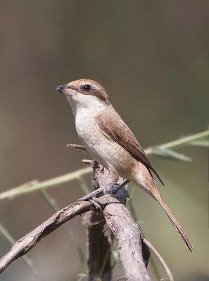 Cendet - Brown Shrike (Lanius cristatus cristatus)